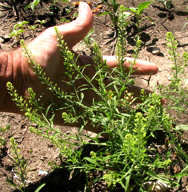 Southern Pepperwort, LEPIDIUM AUSTRINUM