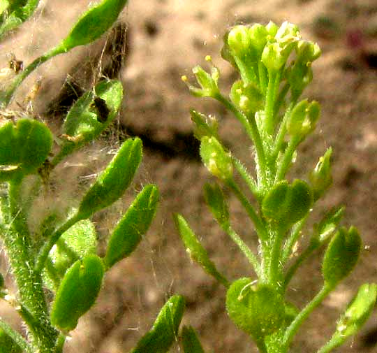 Southern Pepperwort, LEPIDIUM AUSTRINUM, flowers and silicle type fruits