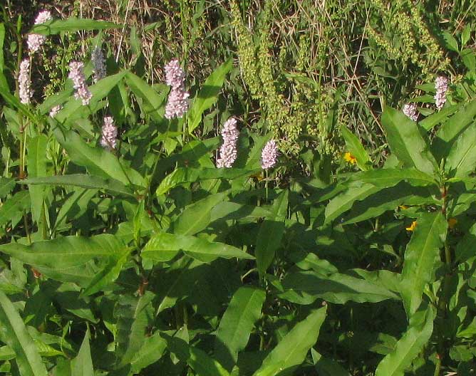 Pennsylvania Smartweed, PERSICARIA PENSYLVANICUM