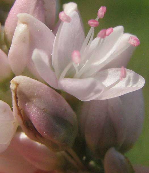 Pennsylvania Smartweed, PERSICARIA PENSYLVANICUM, flower