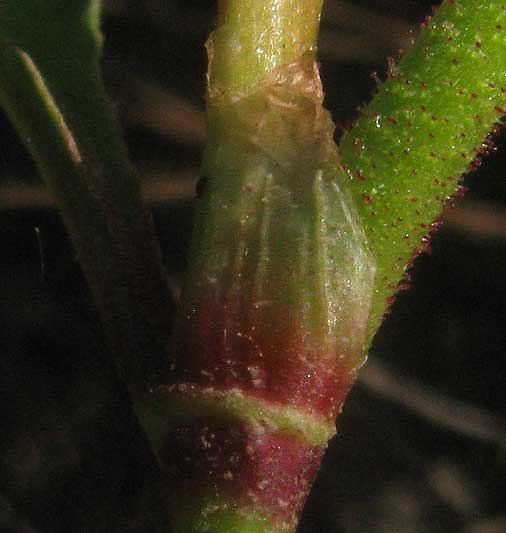 Pennsylvania Smartweed, PERSICARIA PENSYLVANICUM, ocrea