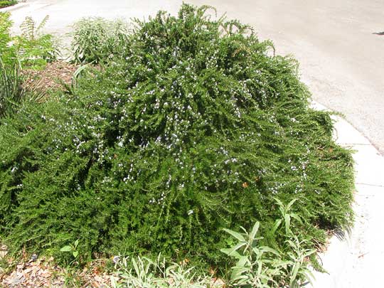 Prostrate Rosemary, ROSMARINUS OFFICINALIS, plant