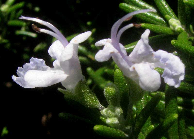  Rosemary, ROSMARINUS OFFICINALIS, flowers