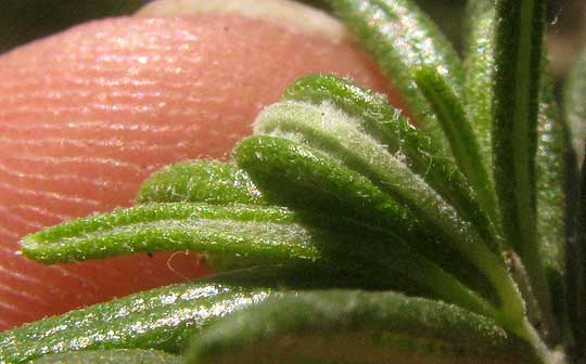  Rosemary, ROSMARINUS OFFICINALIS, leaf with rolled margin