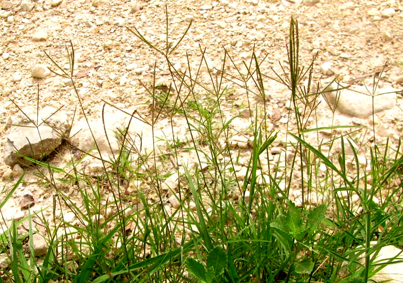 Bermuda Grass, CYNODON DACTYLON