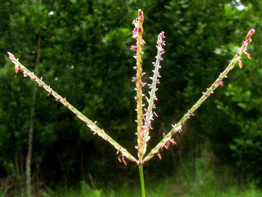 Bermuda Grass, CYNODON DACTYLON, flowering head