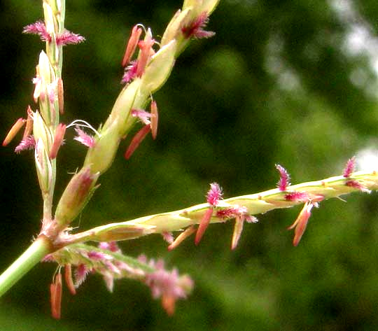 Bermuda Grass, CYNODON DACTYLON, flowering spikelets