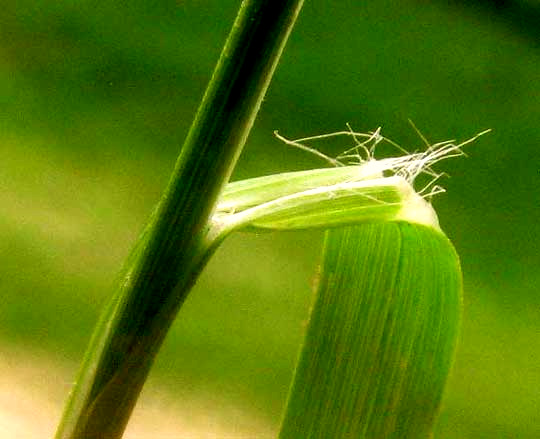 Bermuda Grass, CYNODON DACTYLON, ligule