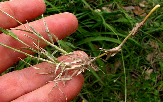 Bermuda Grass, CYNODON DACTYLON, stolon