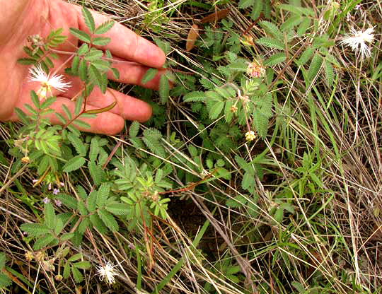 Velvet Bundleflower, DESMANTHUS VELUTINUS