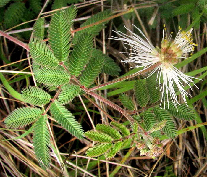 Velvet Bundleflower, DESMANTHUS VELUTINUS, leaves & flowers