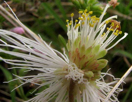 Velvet Bundleflower, DESMANTHUS VELUTINUS, flowering head