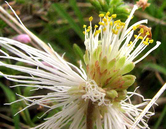 Velvet Bundleflower, DESMANTHUS VELUTINUS, flowering head