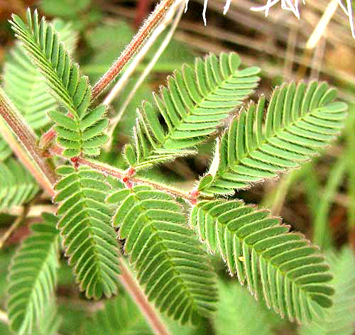 Velvet Bundleflower, DESMANTHUS VELUTINUS, leaf and hairs