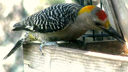 Golden-fronted Woodpecker, CENTURUS AURIFRONS, male displaying head color pattern