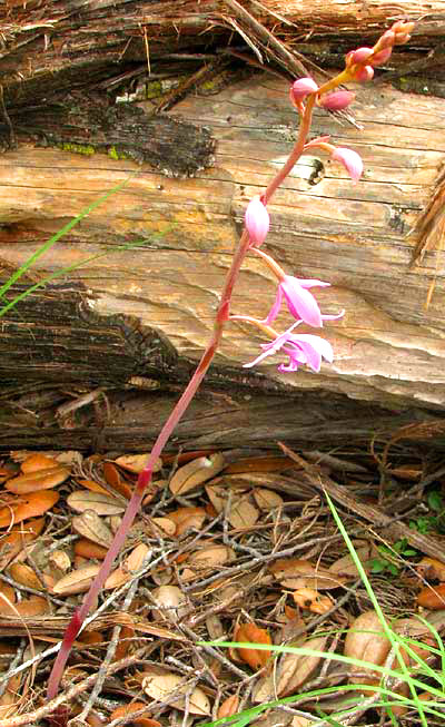 Giant Coralroot, HEXALECTRIS GRANDIFLORA