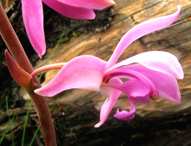 Giant Coralroot, HEXALECTRIS GRANDIFLORA, flower, side view