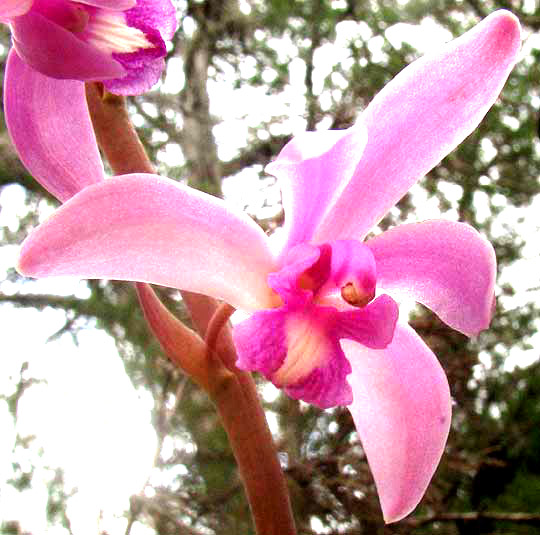 Giant Coralroot, HEXALECTRIS GRANDIFLORA, flower,  front view