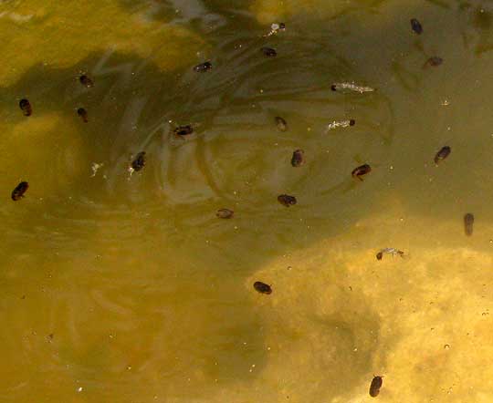 mosquito pupae at water's surface