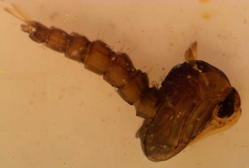 mosquito pupa