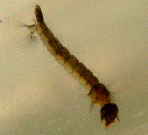mosquito larva