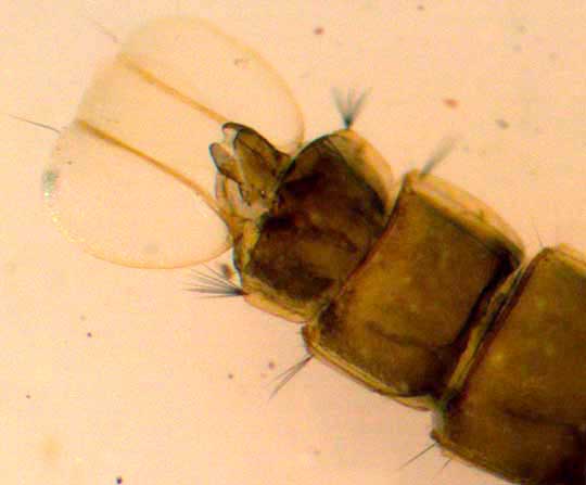 mosquito pupa paddles at tip of abdomen