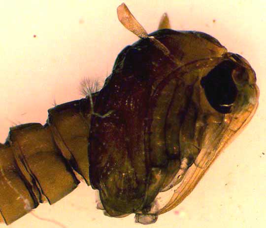 mosquito pupa cephalothorax