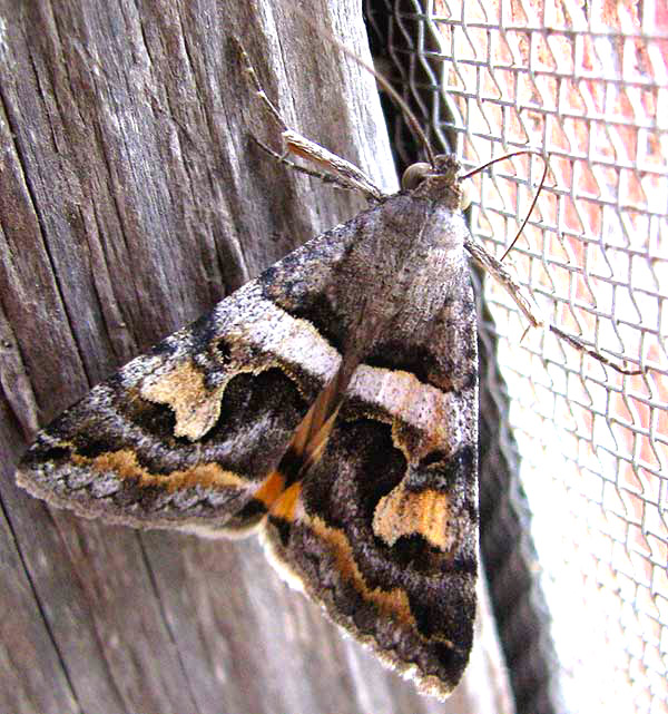 Bulia Moth, genus Bulia