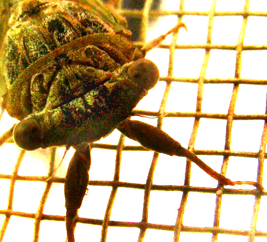 cf. Little Mesquite Cicada, PACARINA PUELLA, head shot from front