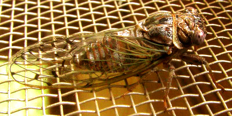 cf. Little Mesquite Cicada, PACARINA PUELLA, wing venation