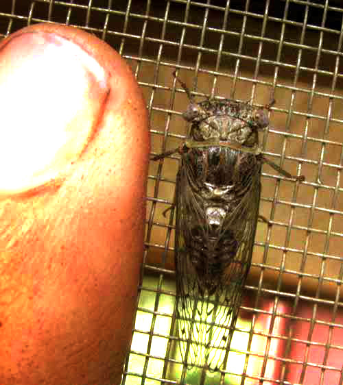 cf. Little Mesquite Cicada, PACARINA PUELLA, compared to finger