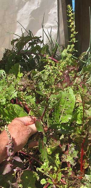 Chard flowering head