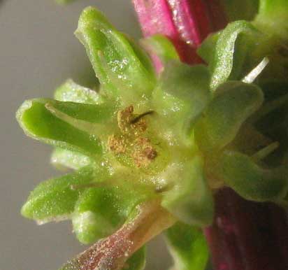 Chard flower