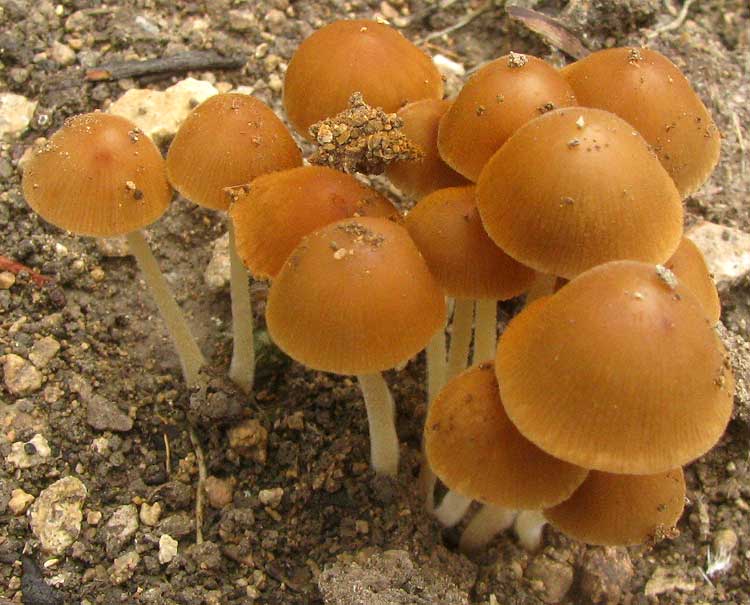 Cone Cap Mushroom, genus CONOCYBE