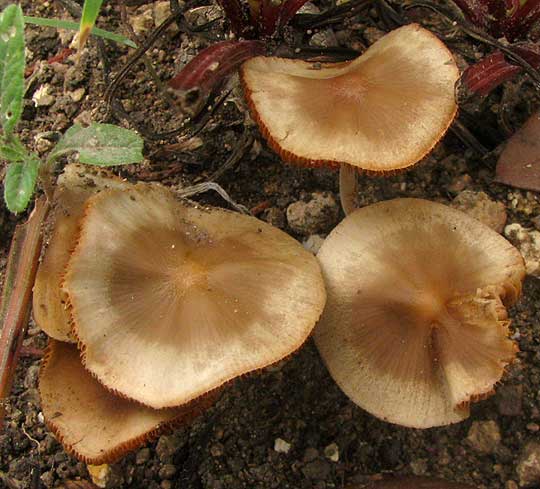Cone Cap Mushroom, genus CONOCYBE, turning old