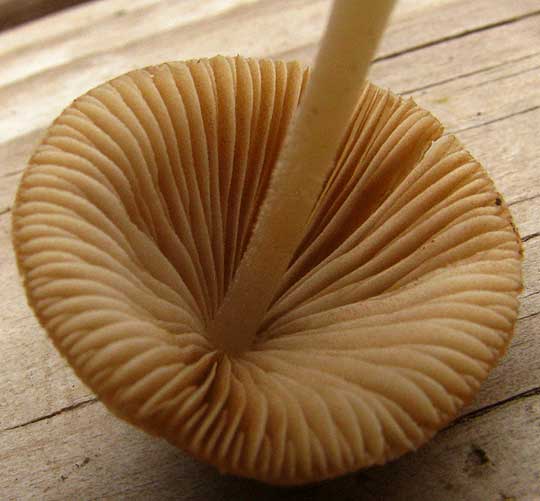 Cone Cap Mushroom, genus CONOCYBE, gills