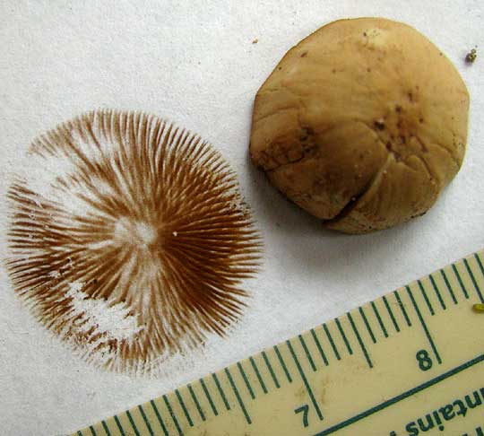 Cone Cap Mushroom, genus CONOCYBE, spore print showihg dark brown spores