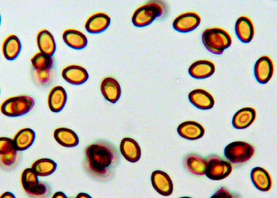 CONOCYBE  microscopic view of spores