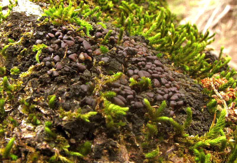 Jelly Lichen, COLLEMA cf. POLYCARPON