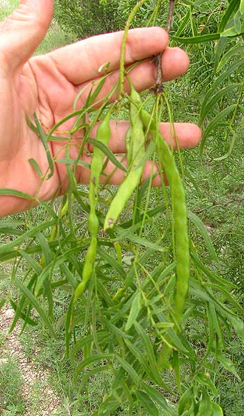 Mesquite, Prosopis glandulosa, fruits