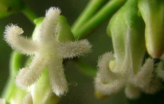 Bearded Swallow-wort, CYNANCHUM BARBIGERUM, flowers