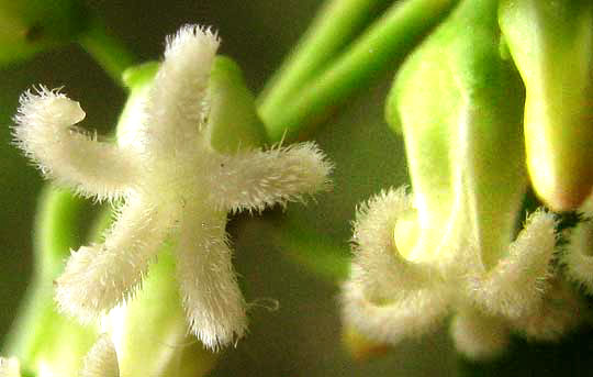 Bearded Swallow-wort, CYNANCHUM BARBIGERUM, flowers