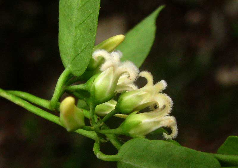 Bearded Swallow-wort, CYNANCHUM BARBIGERUM, flowers and leaves