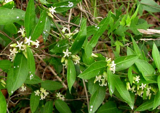 Bearded Swallow-wort, CYNANCHUM BARBIGERUM