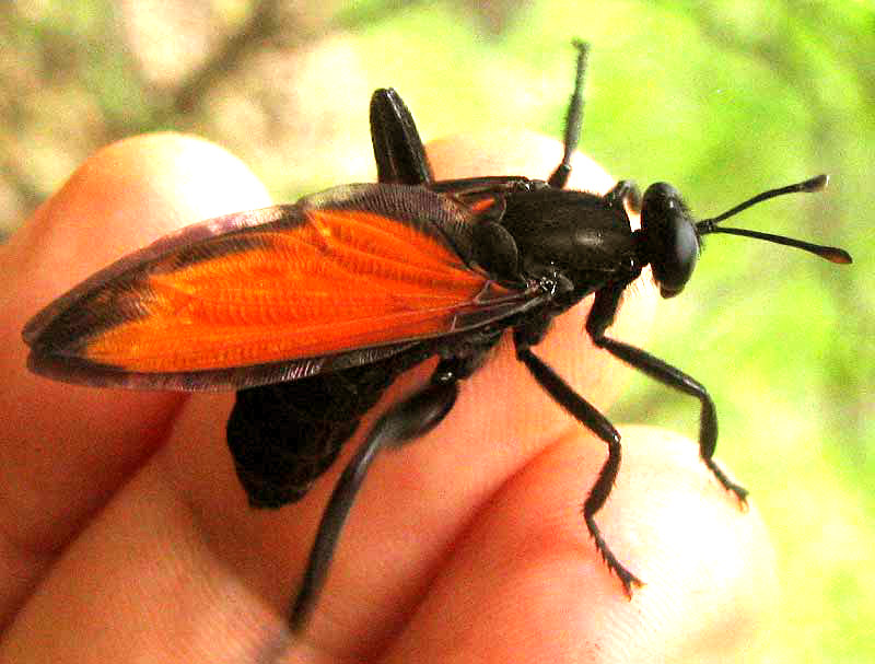 Mydas Fly, MYDAS XANTHOPTERUS