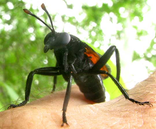 Mydas Fly, MYDAS XANTHOPTERUS, mimicking wasp sting