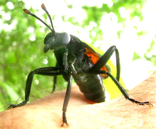 Mydas Fly, MYDAS XANTHOPTERUS, mimicking wasp sting