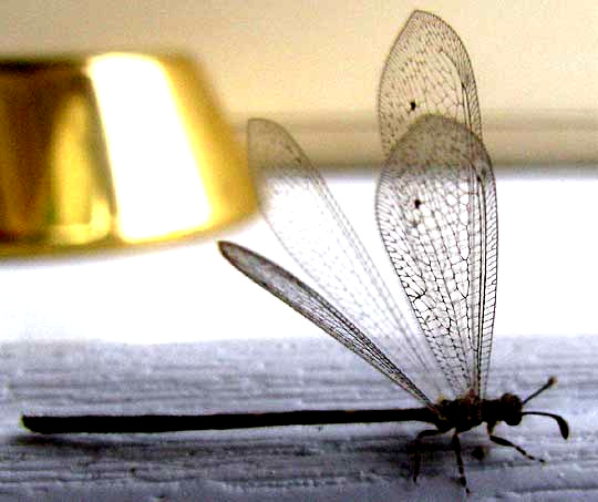 antlion adult with wings open, probably PERUVELEON DORSALIS