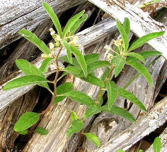 Sidecluster Milkweed,  ASCLEPIAS OENOTHEROIDES