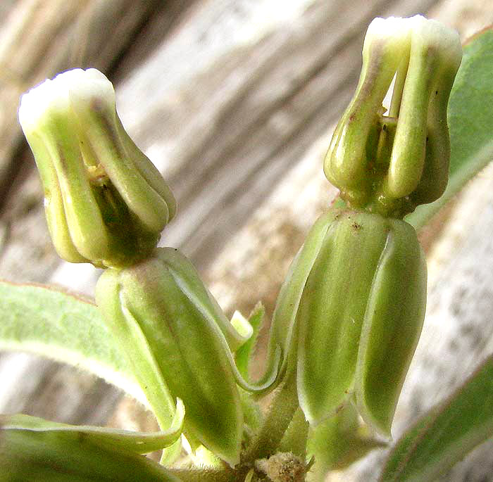 Sidecluster Milkweed,  ASCLEPIAS OENOTHEROIDES, flowers